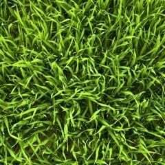 Lawn Seed 6 M1 – Çim Tohumu Karışımı (İthal 6’lı Karışım) - 1 kg