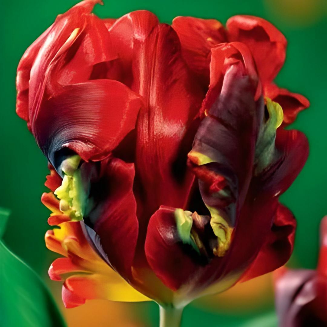 Rococo Parrot Lale Soğanı - Tulipa