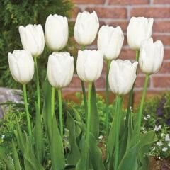 Antartica Lale Soğanı - Tulipa