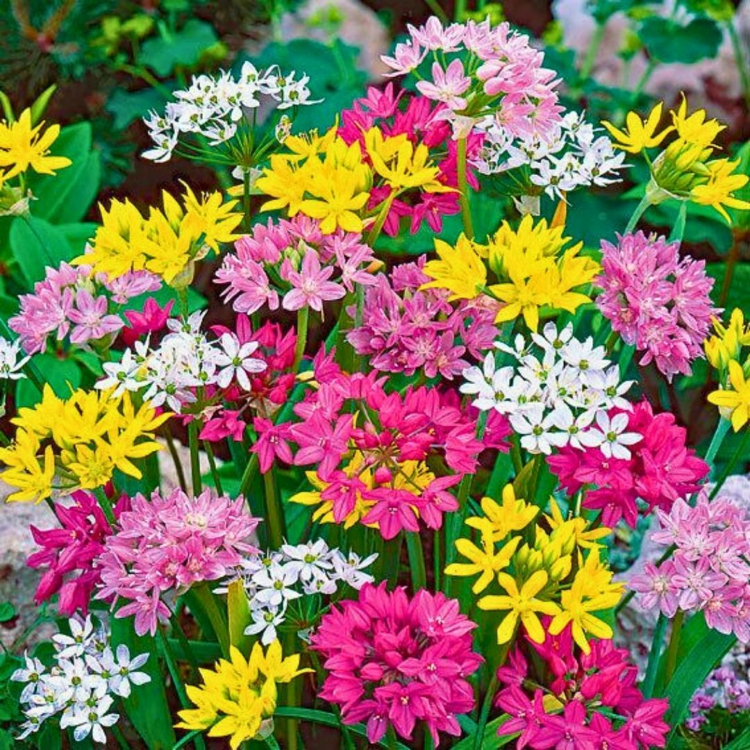Allium Small Flowering Mix soğanı