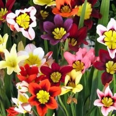 Speraxis Gemeng Soğanı Mix