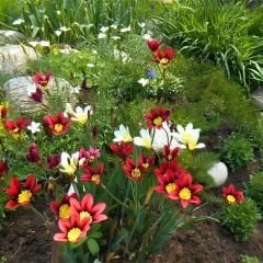 Speraxis Gemeng Soğanı Mix