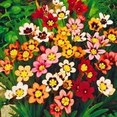 Speraxis Gemeng Soğanı Mix