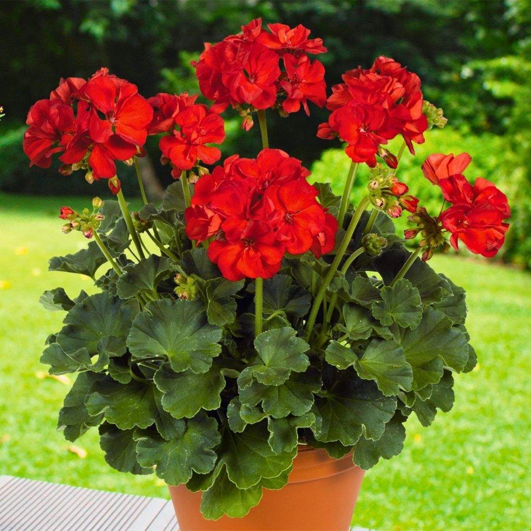 Sardunya Çiçeği Kırmızı - Pelargonium potted Colorama Saksılı