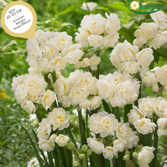 Erlicher Nergis Soğanı (Yoğun Kokulu) – Double Daffodil