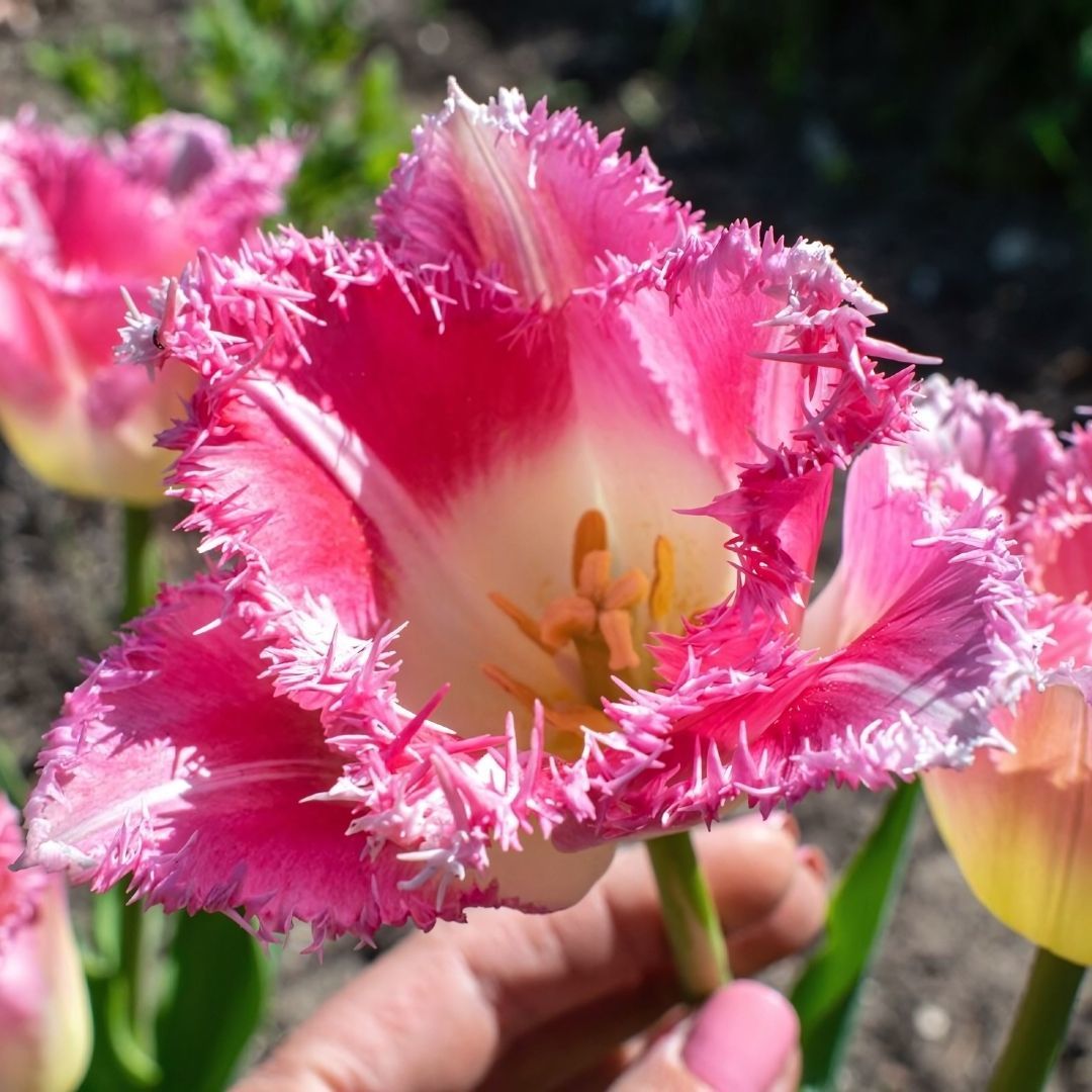 Fancy Frills Lale Soğanı  - Tulipa - Açık Pembe, Hafif Beyaz