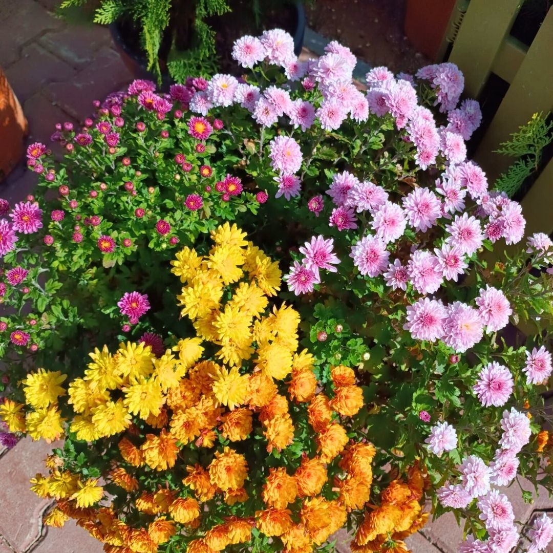 Kasımpatı Çiçeği Mix Saksıda Sarı Turuncu Pembe Fuşya - Krizantem - Chrysanthemum - 35 lik saksı