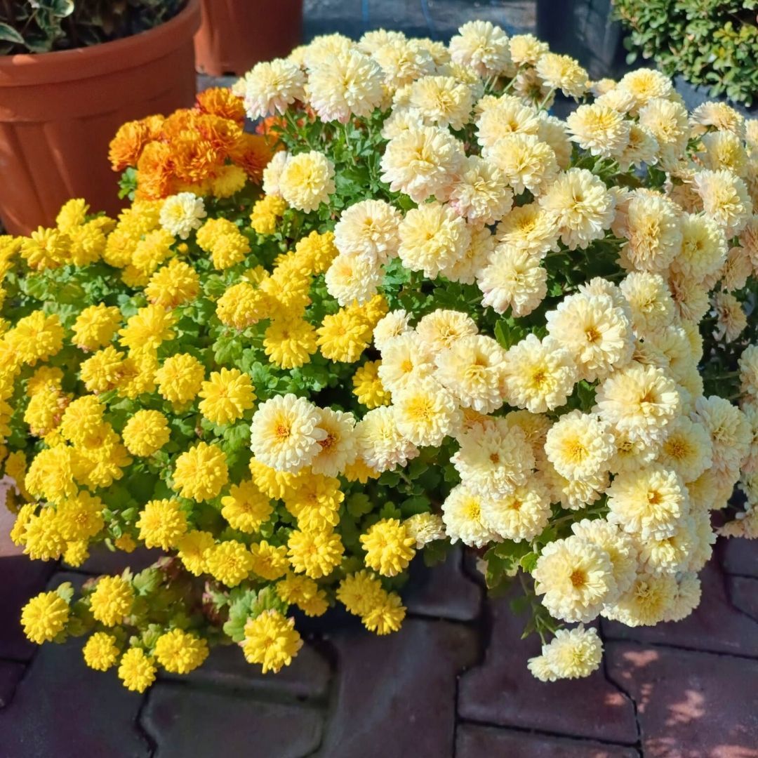 Kasımpatı Çiçeği Mix Saksıda Sarı + Kanarya sarı - Krizantem - Chrysanthemum - 35 lik saksı(Kopya)