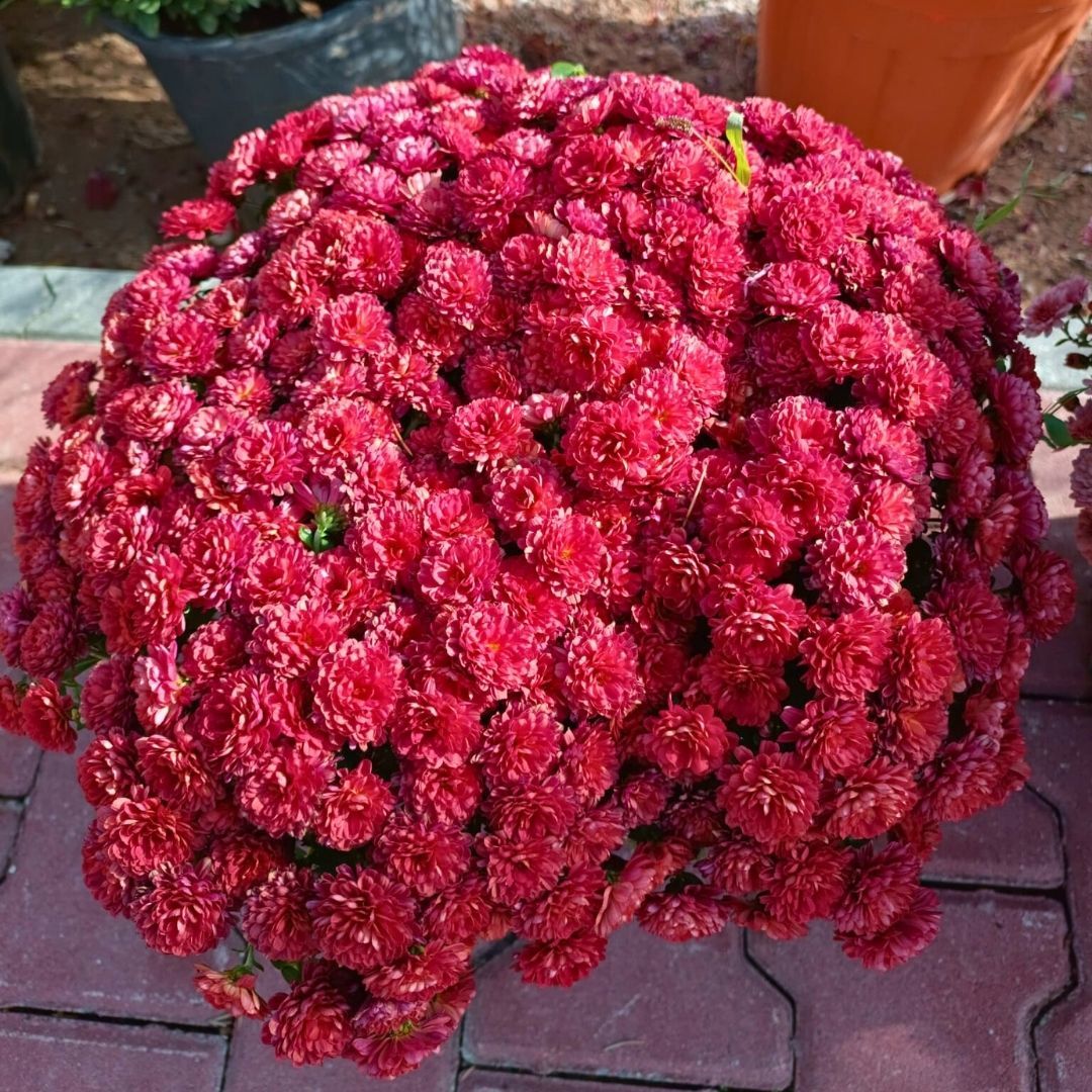 Kasımpatı Çiçeği Mix Saksıda Mat Kırmızı - Krizantem - Chrysanthemum - 35 lik saksı