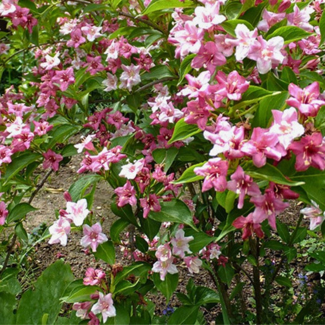 Vangelya Fidanı - Gelin Tacı Ağacı