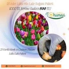 Lale Soğanı Lüx Mix – Tulipa Lüx Mix 25 li  Paket