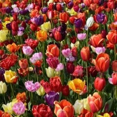 Lale Soğanı Lüx Mix – Tulipa Lüx Mix 25 li  Paket