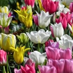 Lale Soğanı Lüx Mix – Tulipa Lüx Mix 25 li  Paket