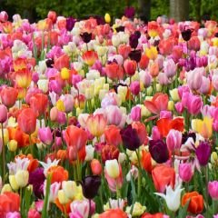 Lale Soğanı Lüx Mix – Tulipa Lüx Mix 25 li  Paket