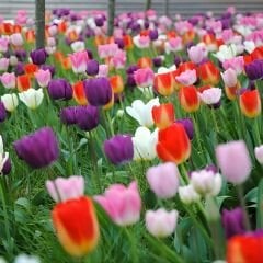 Lale Soğanı – Tulipa Mix