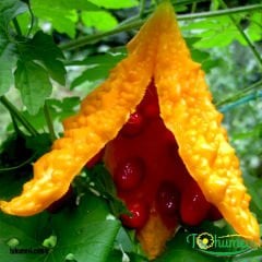 Kudret Narı Tohumu - Momordica Charantia