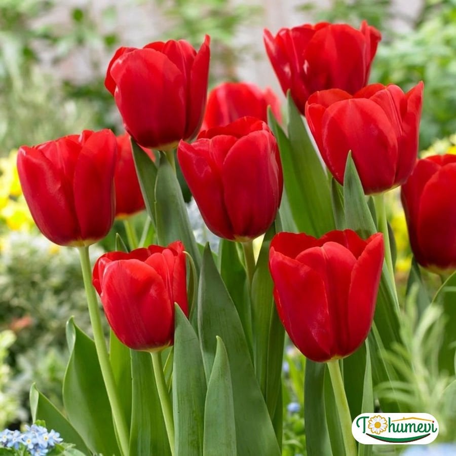 İce de France Lale Soğanı – Tulipa
