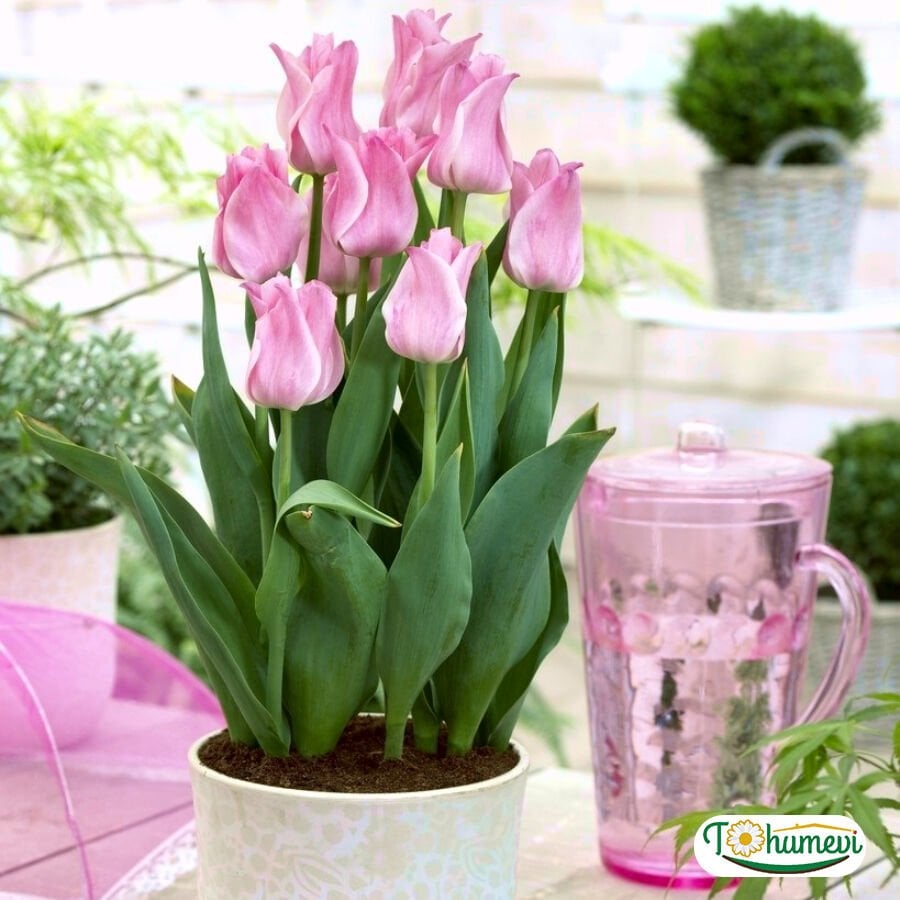 Miss Elegance Lale Soğanı – Tulipa