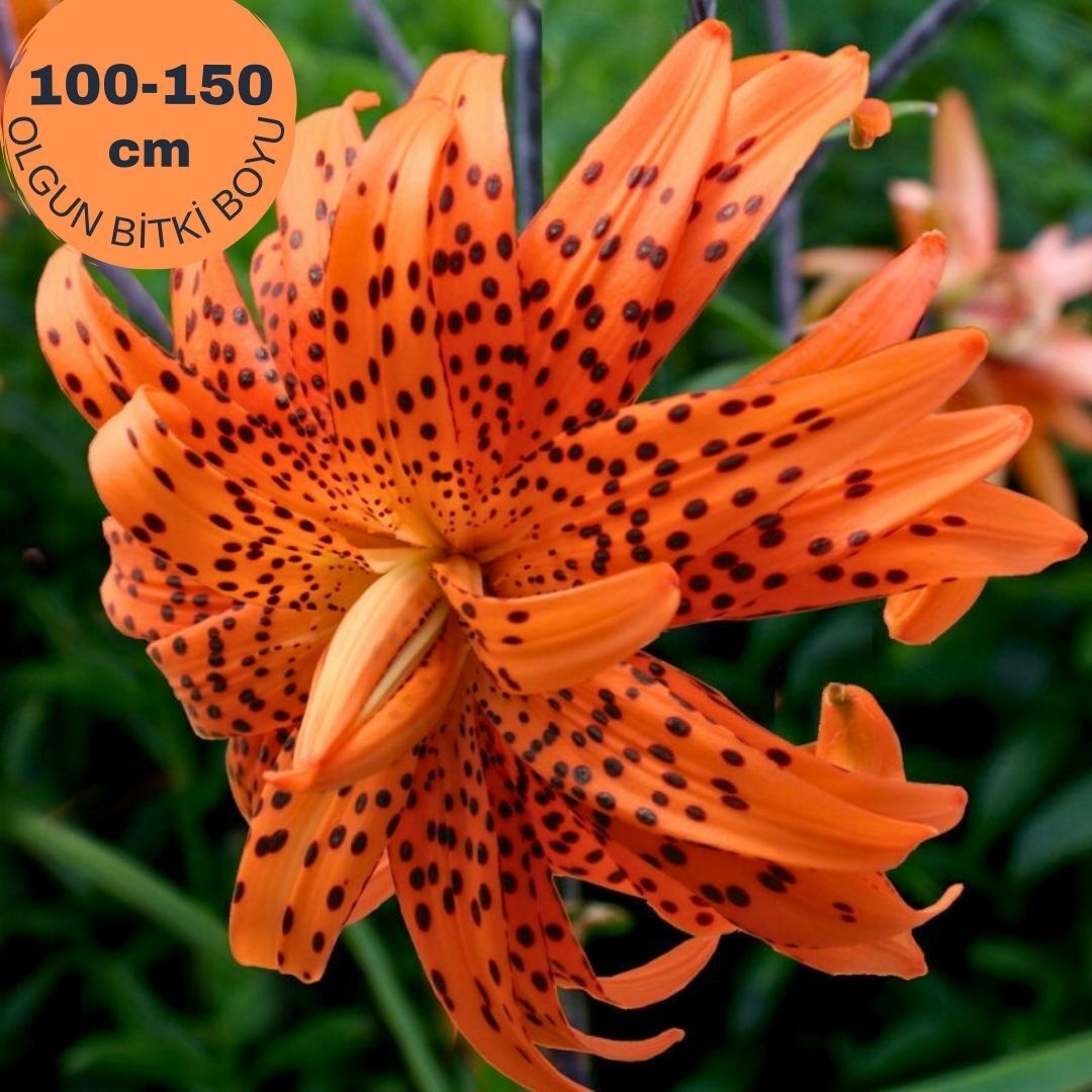 Flore Pleno Oriental Lilium Çiçek Soğanı - Oryantal Lilyum - Kaplan Zambağı