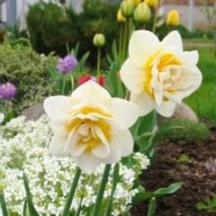 White Lion Nergis Soğanı - Narcisus Double