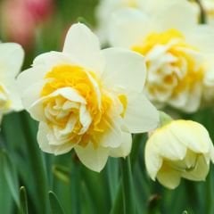 White Lion Nergis Soğanı - Narcisus Double