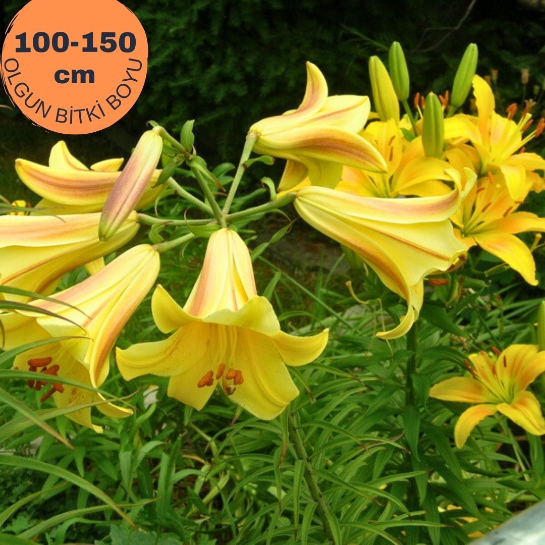 Longiflorum Golden splendour Lilium Çiçeği Soğanı - Lilyum - Sarı