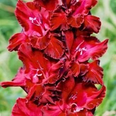 At Nıght Gladiolus - Glayöl Soğanı - Kırmızı