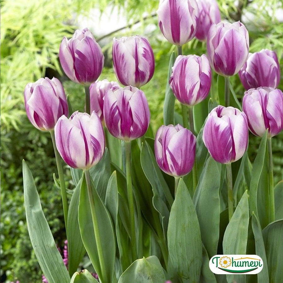 Flaming Flag Lale Soğanı – Tulipa