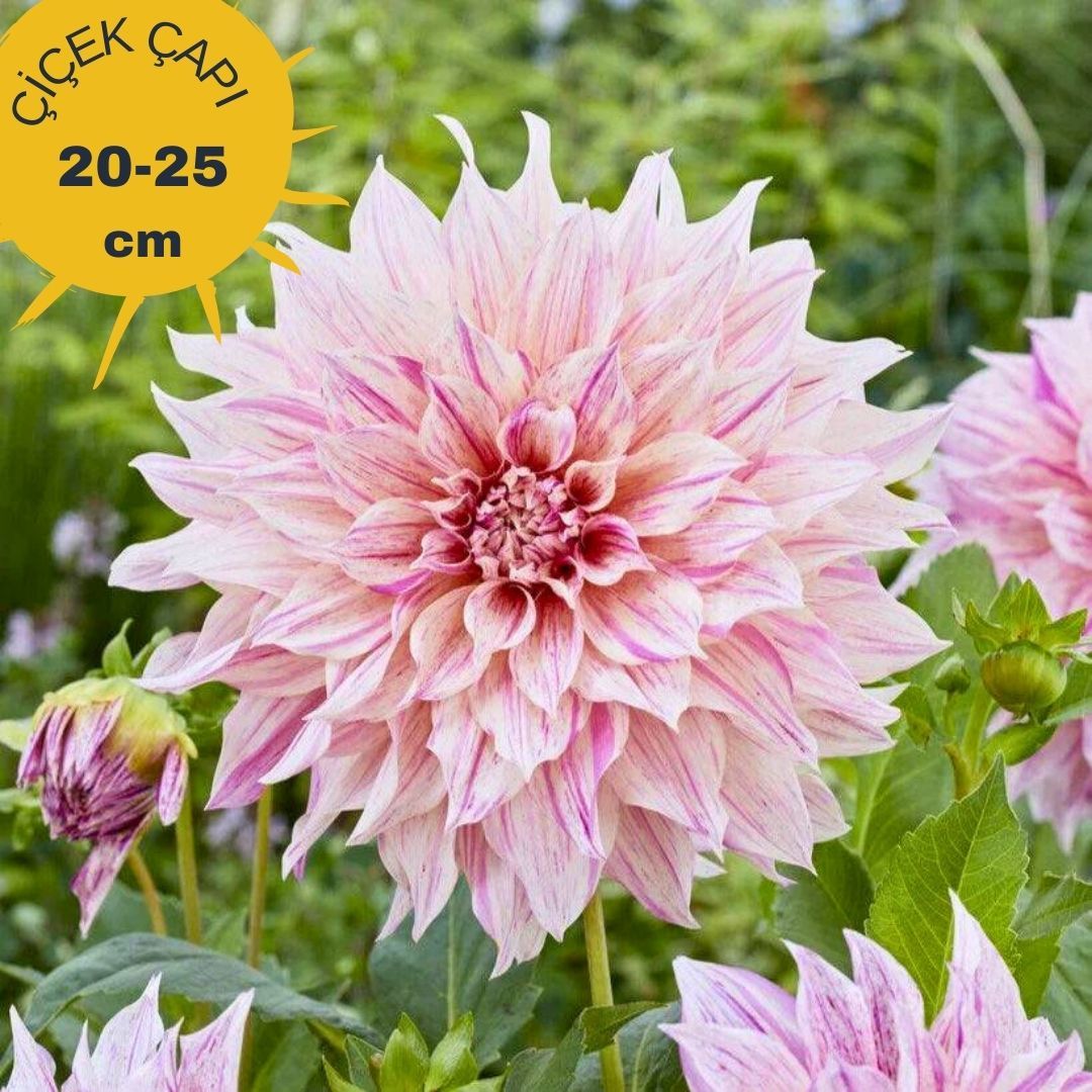 Cafe au Lait Twist Dev Dahlia Yıldız Çiçeği Kök - Dalya - Patates Çiçeği - Soft Pembe Ebruli