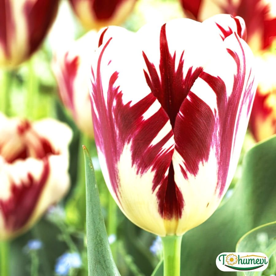 Grande perfection Lale Soğanı – Tulipa