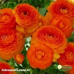 Ranunculus - Düğün Çiçeği Kök Soğanı  - Turuncu