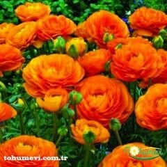 Ranunculus - Düğün Çiçeği Kök Soğanı  - Turuncu