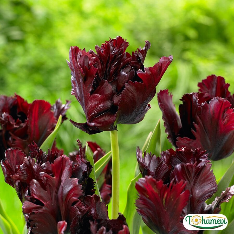 Black Parrot Lale Soğanı – Tulipa