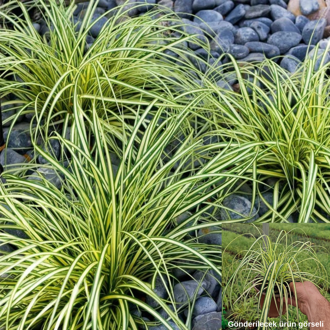 Kareks - Carex Oshimensis - Evergold