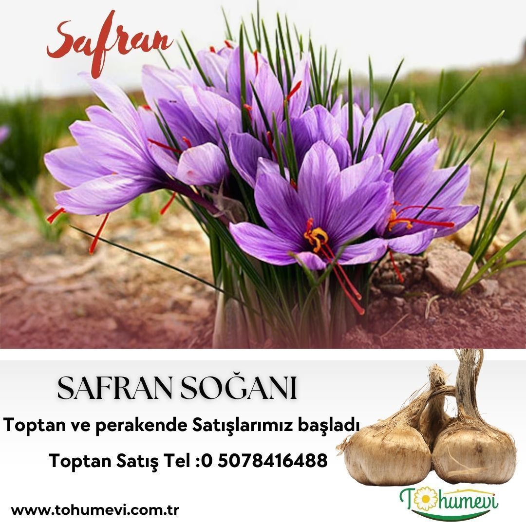 Safran Soğanı 500 gram - Crocus Sativus