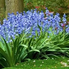 Mavi Çan Çiçeği Soğanı - Hyacinthoides blue hispanica