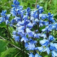 Mavi Çan Çiçeği Soğanı - Hyacinthoides blue hispanica