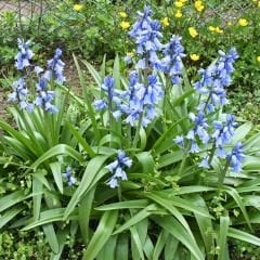 Mavi Çan Çiçeği Soğanı - Hyacinthoides blue hispanica