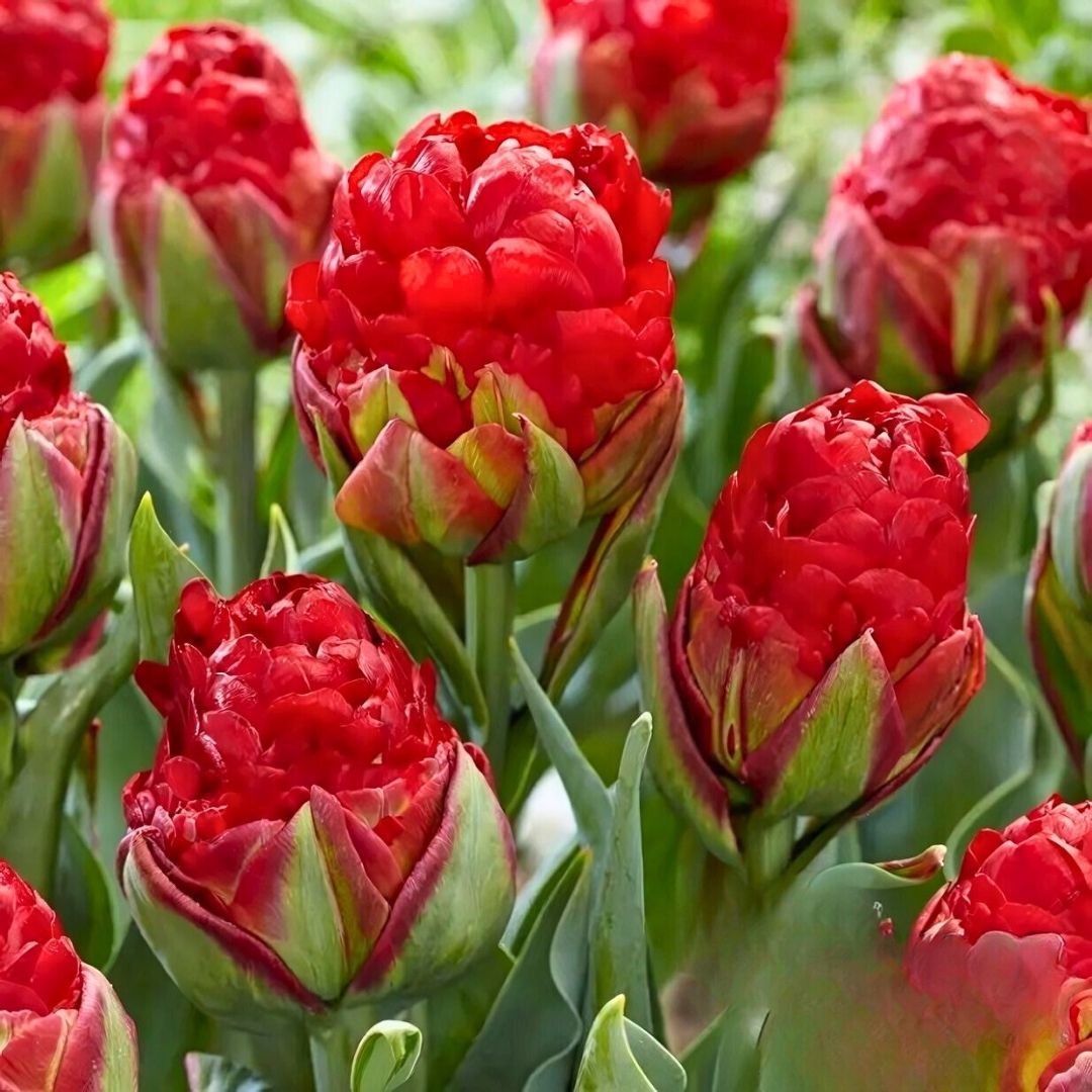 Tulip Ice Cream Strawberry - Dondurma Çilek Lale Soğanı - Kırmızı 2 li paket