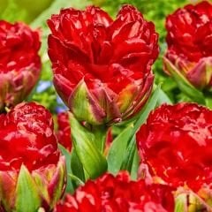 Tulip Ice Cream Strawberry - Dondurma Çilek Lale Soğanı - Kırmızı