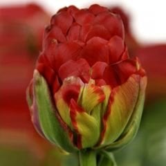 Tulip Ice Cream Strawberry - Dondurma Çilek Lale Soğanı - Kırmızı