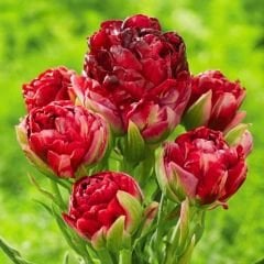 Tulip Ice Cream Strawberry - Dondurma Çilek Lale Soğanı - Kırmızı