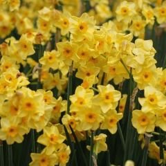 Narcisus Cornish Dawn Nergis Soğanı – Sarı