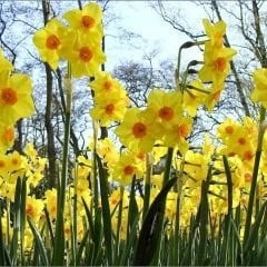 Narcisus Cornish Dawn Nergis Soğanı – Sarı