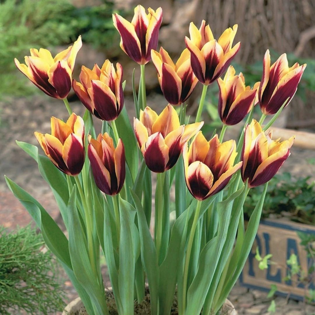 Gavota Special Lale Soğanı - Tulipa - Koyu Bordo Altın Sarı