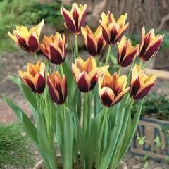 Gavota Special Lale Soğanı - Tulipa - Koyu Bordo Altın Sarı