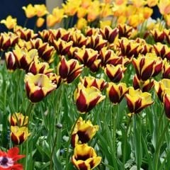 Gavota Special Lale Soğanı - Tulipa - Koyu Bordo Altın Sarı