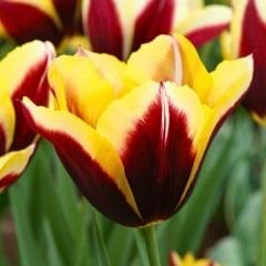 Gavota Special Lale Soğanı - Tulipa - Koyu Bordo Altın Sarı