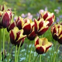 Gavota Special Lale Soğanı - Tulipa - Koyu Bordo Altın Sarı