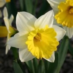 Goblet Nergis Soğanı - Narcisus - Beyaz Sarı